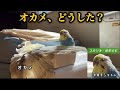 オカメ、どうした？　#オカメインコ　#セキセイインコ　#コザクラインコ