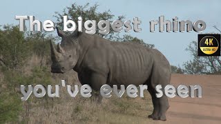 largest rhino ever, größtes Nashorn, das Du je gesehen hast, 4K