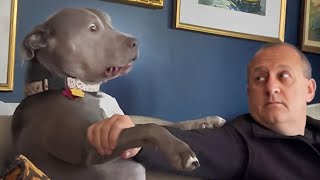 Pitbull dog, the funny and adorable muscular guys  Funny Dog Videos