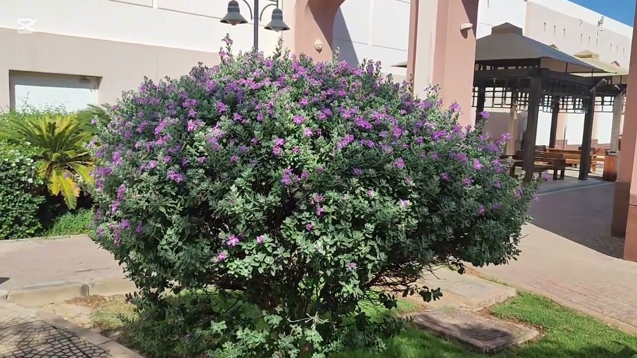 شجرة تكساس سيج او حارس تكساس 