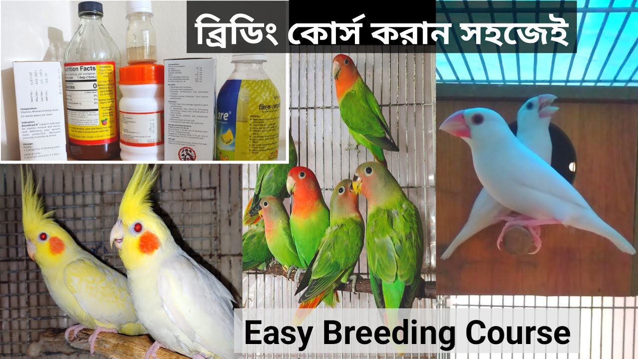 Breeding Course Medicine For Birds - YouTube