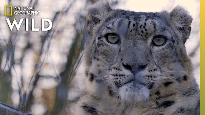 Snow Leopards 101 | Nat Geo Wild - DayDayNews
