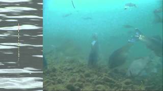 ヘラブナ釣り 棚網久 他 - YouTube