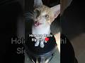 sígueme talvez te deje tocar mi pancita  # gato amoroso # dormilon