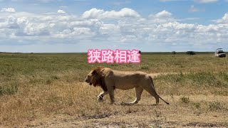 在塞伦盖蒂的狭路相逢#坦桑尼亚 #safari #塞伦盖蒂 在塞伦盖蒂的狭路相逢#坦桑尼亚 #safari #塞伦盖蒂