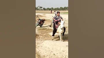 Very Funny Donkey Ride Amazing 