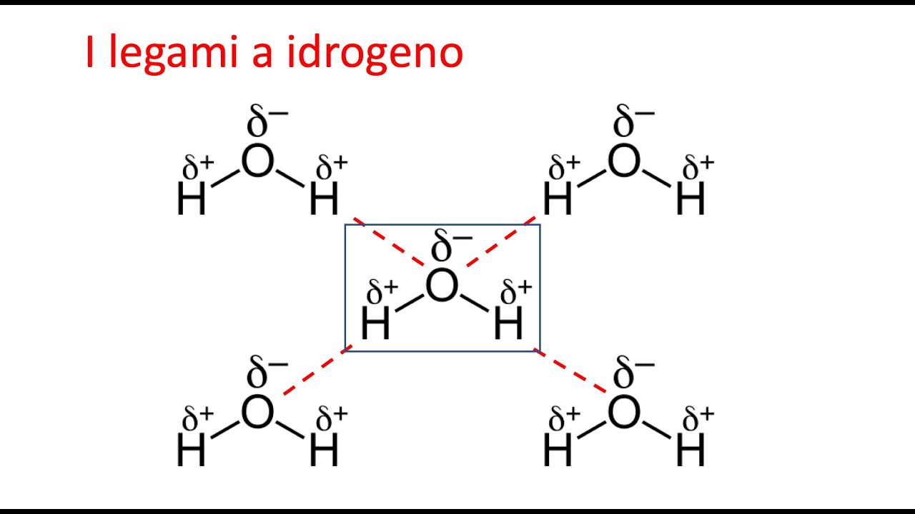 I legami a idrogeno e le proprietà dell'acqua 