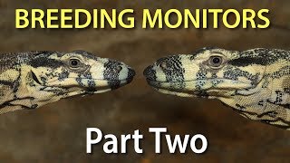 Breeding monitor lizards in captivity: Part two - determining the sex of your monitor(s)