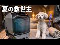 🐶愛犬のためにポータブルクーラーを検討している方に見てほしいガチ検証動画です。【EcoFlow Wave3】