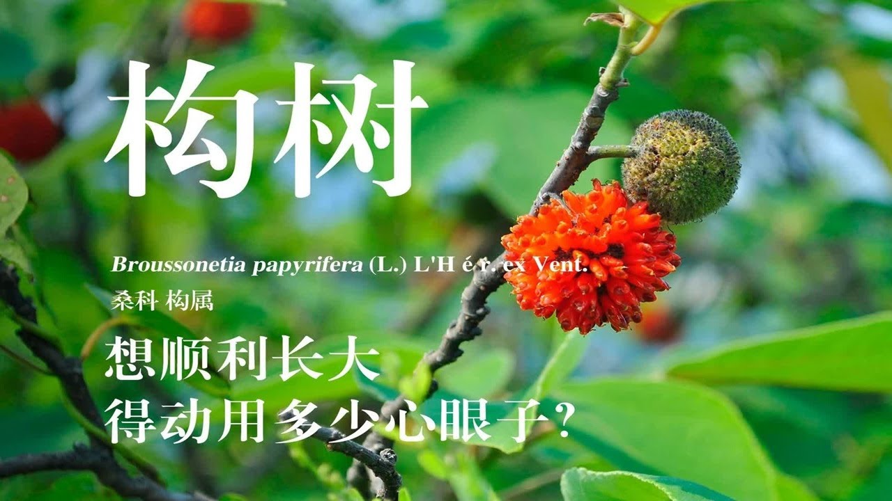 雌花长得像毛球,果子像杨梅,吃起来甜甜的,很美味! 它就是——构树,别名楮树、谷树、榖树等! 也被人叫做“假杨梅”! - YouTube