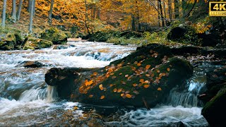4K Relaxing River Sound | Nature Video for Sleeping | Forest River Relaxing Nature Video 10 Hours
