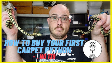 How To Buy Your First Carpet Python - no. 139