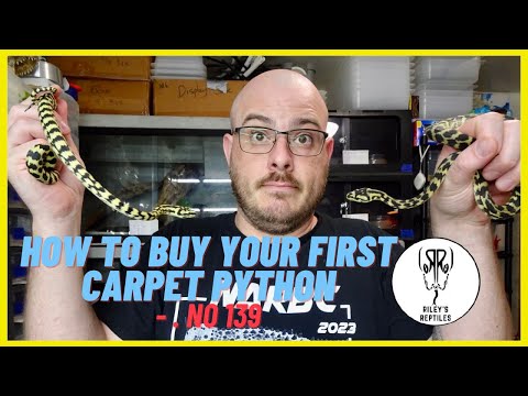 How To Buy Your First Carpet Python - no. 139