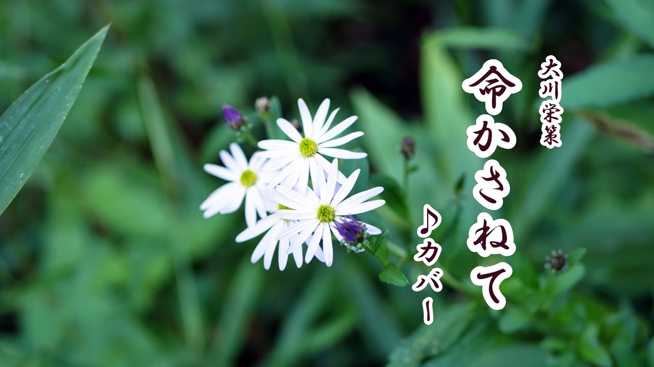 大川栄策「命かさねて」cover 2024年２月２８日発売