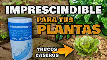 ¿El bicarbonato de sodio elimina los mosquitos de las plantas?