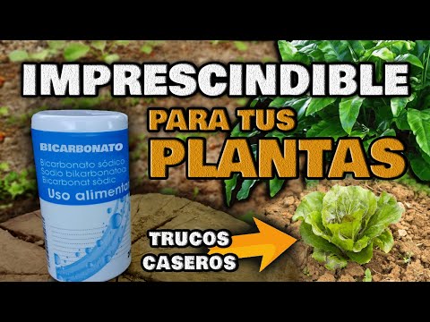 Video: ¿El clorato de sodio matará las plantas?