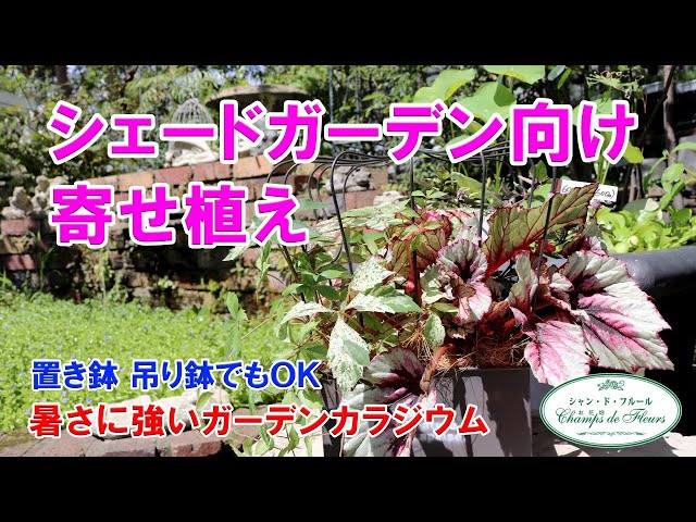 寄せ植えシリーズ】シェードガーデン向けの寄せ植え!! 置き鉢・吊り鉢