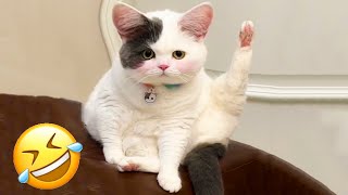 New Funny Animals 😂 Funniest Cats and Dogs Videos 😺🐶 PART 4