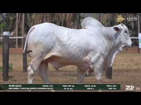 Nelore Cometa | 17º Leilão | Touros | Lote 86