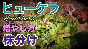 ヒューケラ Youtube