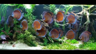 Amazing Wild Discus Tank owned by Alfred Bosch