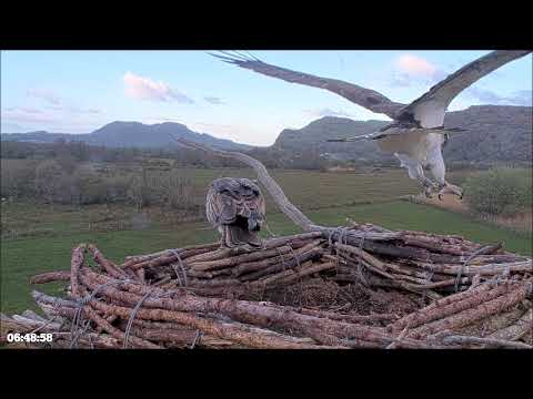 27 Mar 26 am ~ Elen and Blue685 together, for now ~ ©️FotOspreys BGGW