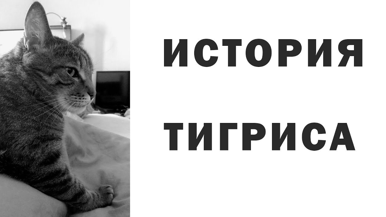 Курс история и котики