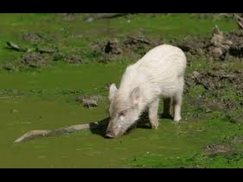 Le Petit Sanglier En Noir Et Blanc Youtube