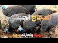 عشاق دجاج حبشي وتربيته