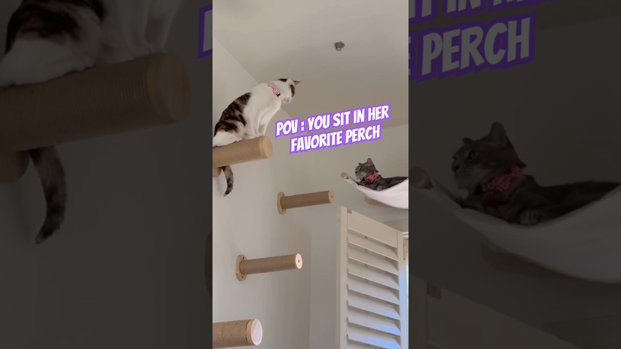 Ей это совсем не понравилось 😼🐾