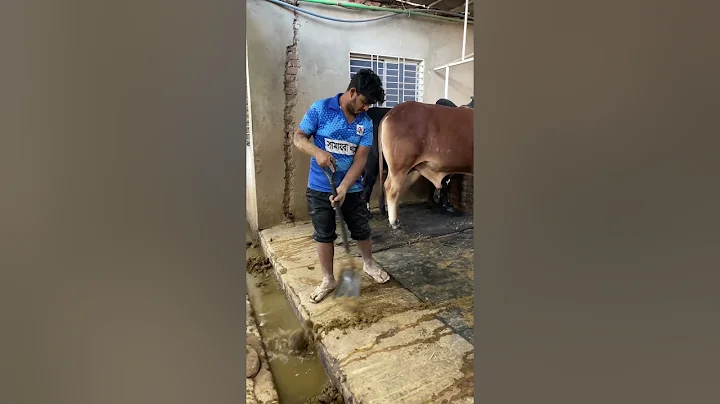 The farm is being cleaned in the morning and the shepherd is cleaning it very nicely. #nice #reels