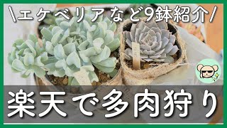 Shopping for succulents online] Introducing 9 pots of succulents