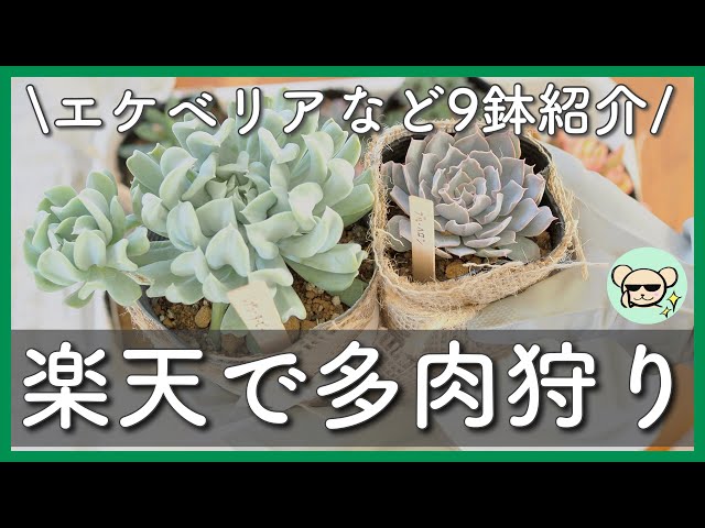 Shopping for succulents online] Introducing 9 pots of succulents