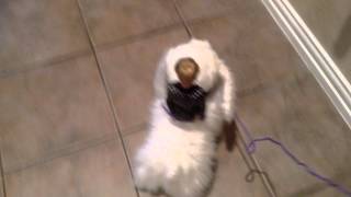 Real Dog carrying a Barbie Doll