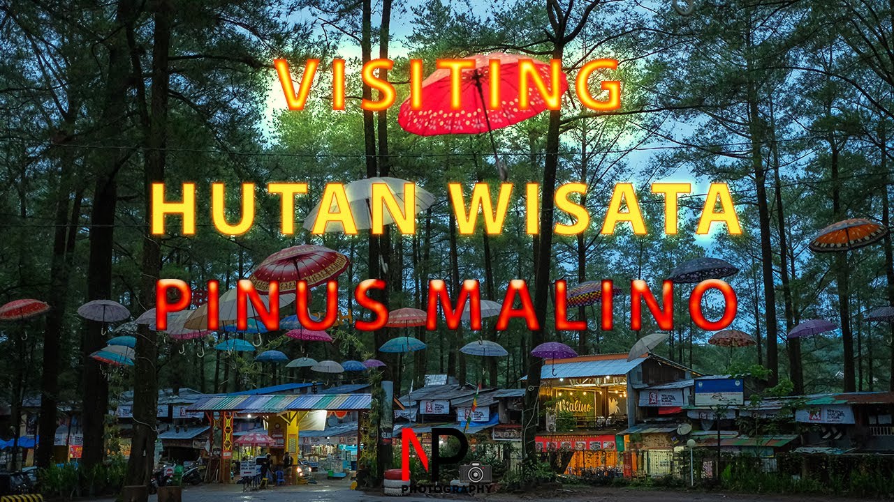 Hutan Wisata pinus Malino makassar - YouTube