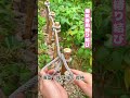 【塀杭専用縛り結び】交差巻きでロック、風に強く緩まない~ #結びテク #庭づくり知識