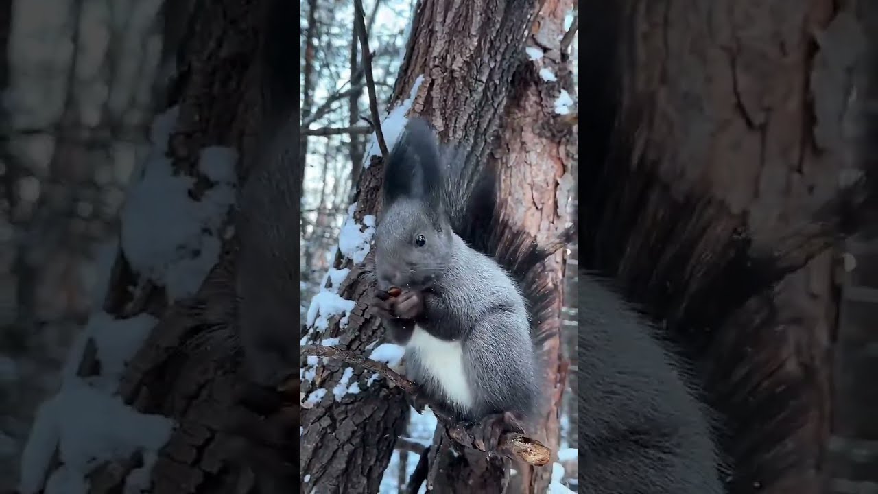 Winter Forest Live｜Feeding Wild Squirrels with Live Narration 🐿️🌲