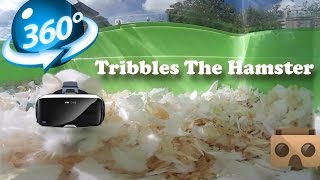 Tribbles the Hamster in VR 360