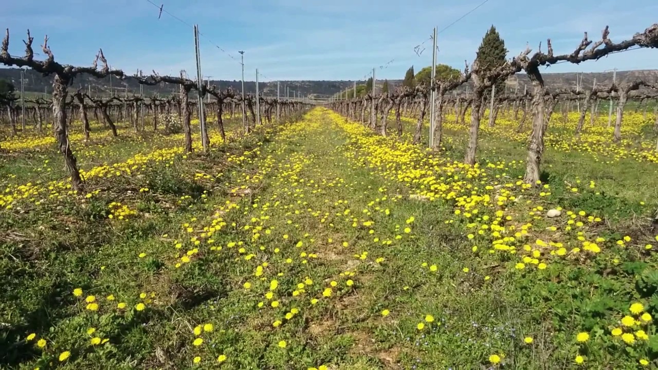 Cubiertas naturales en viña