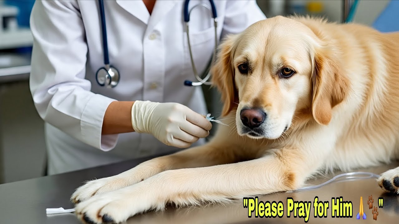 बीमार डॉग को लगाया गया ड्रिप | Dog IV Fluid Treatment | Saving Street Dog Life ❤️🐕