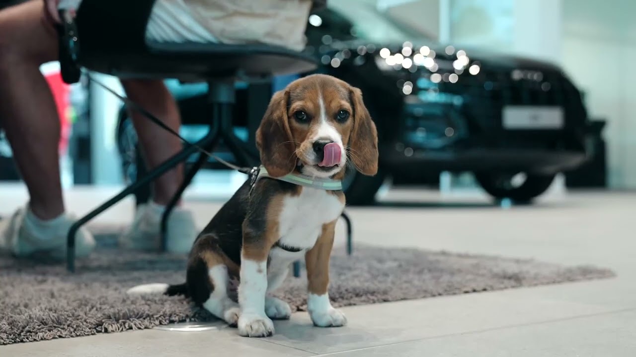 SUV SUMMER DAY - An unserem Standort Audi München Trudering!