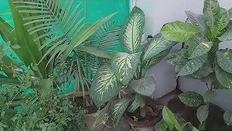 Class 3, Science, Chapter 5, Part 3, Plants in the Surroundings by Renu Yadav