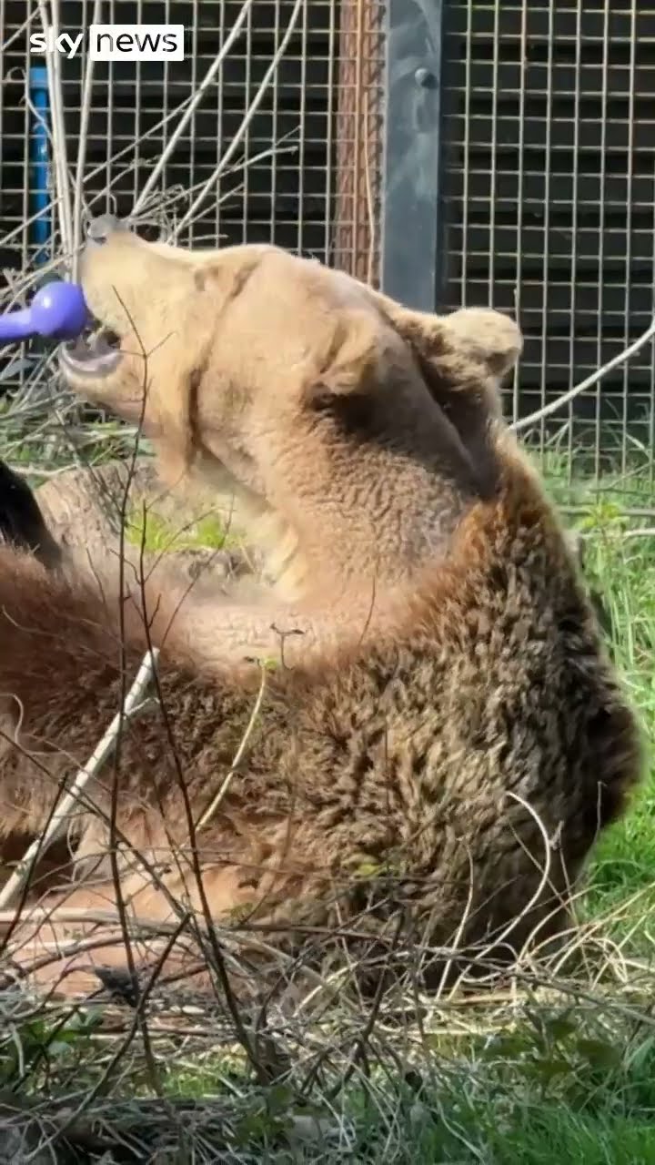 Boki the bear emerges from hibernation