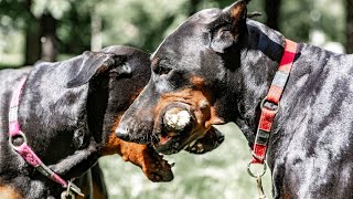 How to Successfully Introduce Your Doberman to New Dogs