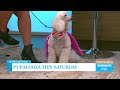 [SPONSORED] Pupalooza Dog Festival