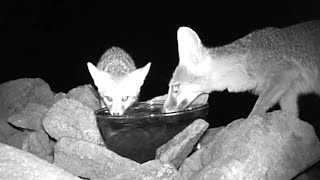 Mama Fox, and her baby show up after missing for six weeks!