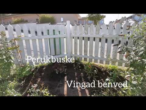 Video: Enotera Perenn: Plantering Och Vård (rosa, Buske, Etc.) + Foto Och Video