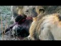 Battle of Enemies | Lions Kills And Eats Hyena…!
