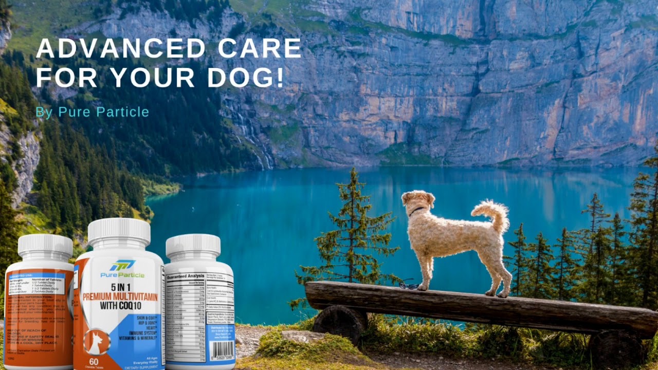 Best Dog Supplement for Skin and Coat top supplement for your pets