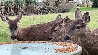 Deer Family 🌷🦌🌷 Apple Time by soarornor 182 views 1 month ago 10 minutes, 5 seconds